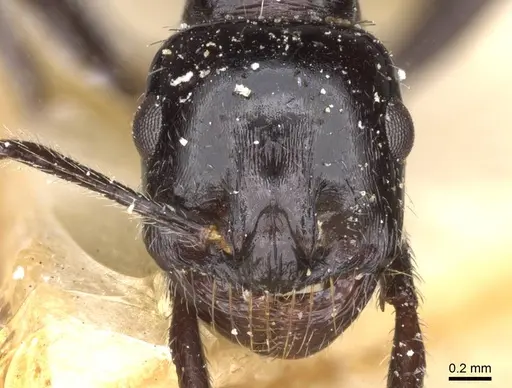Messor capensis specimen CASENT0913167 image casent0913167_2