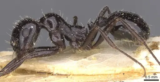 Messor capensis specimen CASENT0913167 image casent0913167_3