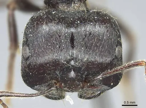 Messor capensis specimen CASENT0916075 image casent0916075_2
