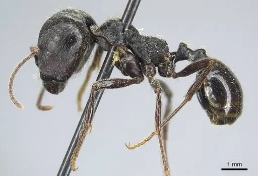 Messor capensis specimen CASENT0916075 image casent0916075_3