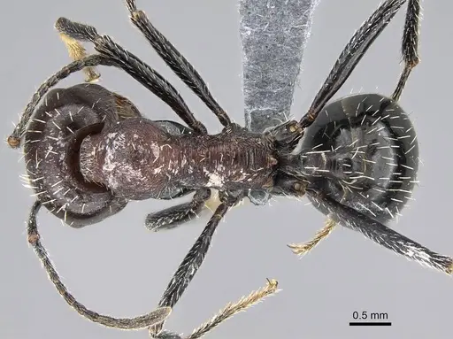 Messor capensis specimen CASENT0922312 image casent0922312_1