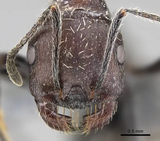 Messor capensis specimen CASENT0922312 image casent0922312_2