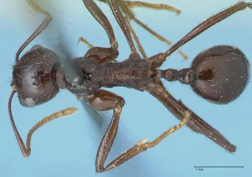 Messor capensis specimen FOCOL1259 image focol1259_1