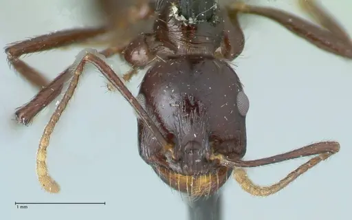 Messor capensis specimen FOCOL1259 image focol1259_2