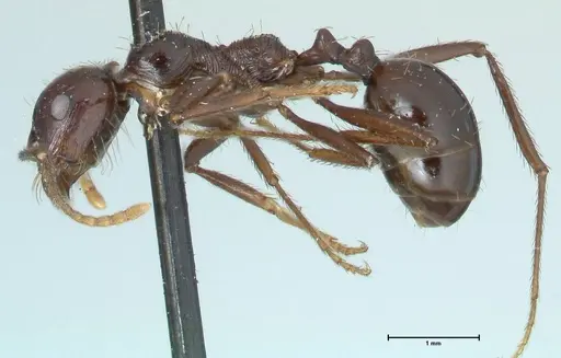 Messor capensis specimen FOCOL1259 image focol1259_3