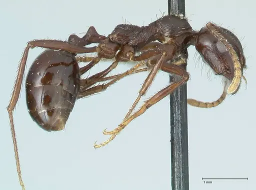 Messor capensis specimen FOCOL1259 image focol1259_4
