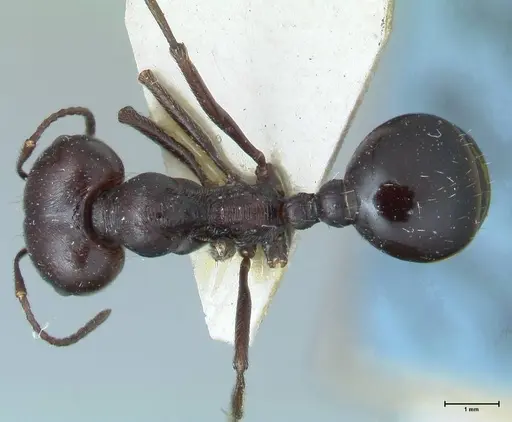 Messor capensis specimen FOCOL1260 image focol1260_1