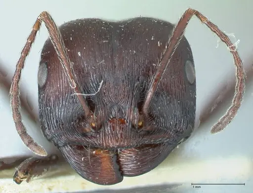 Messor capensis specimen FOCOL1260 image focol1260_2