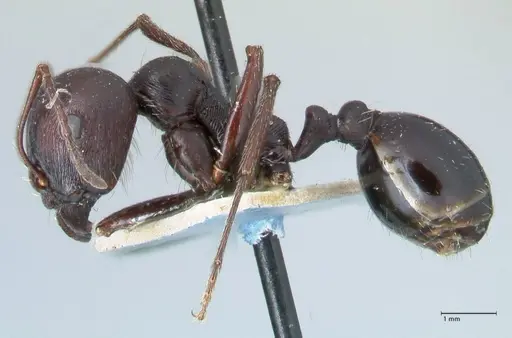 Messor capensis specimen FOCOL1260 image focol1260_3