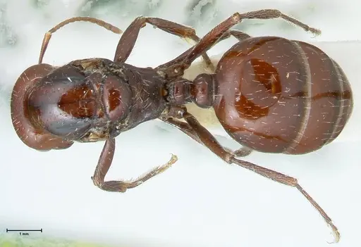Messor capensis specimen FOCOL1269 image focol1269_1