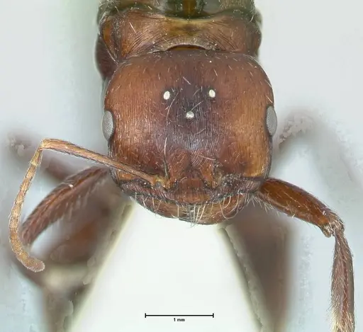 Messor capensis specimen FOCOL1269 image focol1269_2