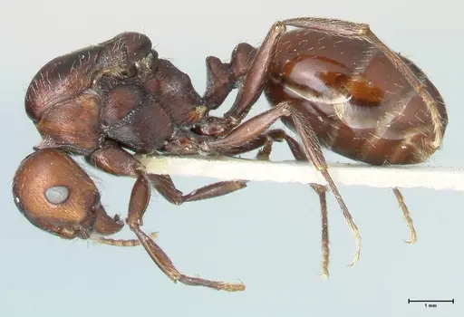 Messor capensis specimen FOCOL1269 image focol1269_3