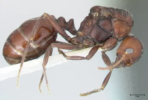 Messor capensis specimen FOCOL1269 image focol1269_4