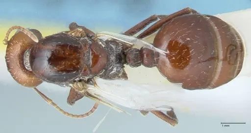 Messor capensis specimen FOCOL1270 image focol1270_1