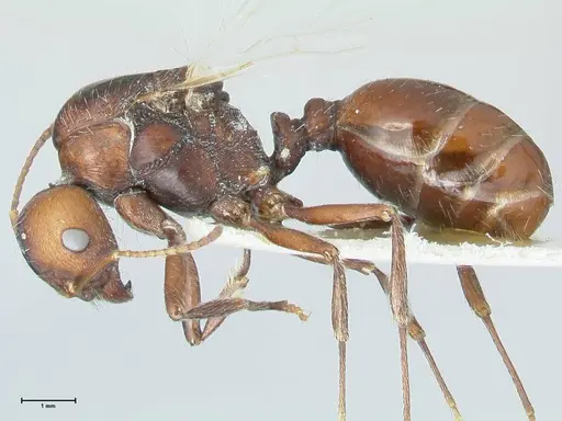 Messor capensis specimen FOCOL1270 image focol1270_3