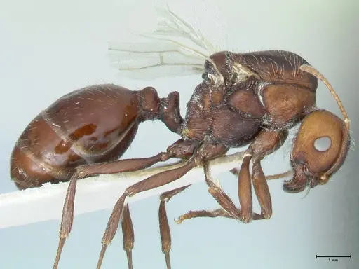 Messor capensis specimen FOCOL1270 image focol1270_4