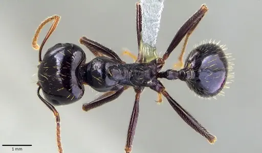 Messor capitatus specimen ANTWEB1041822 image antweb1041822_1