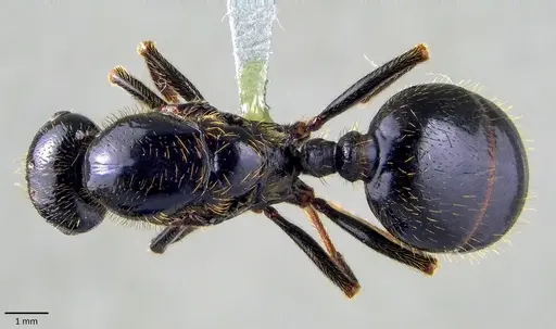 Messor capitatus specimen ANTWEB1041868 image antweb1041868_1