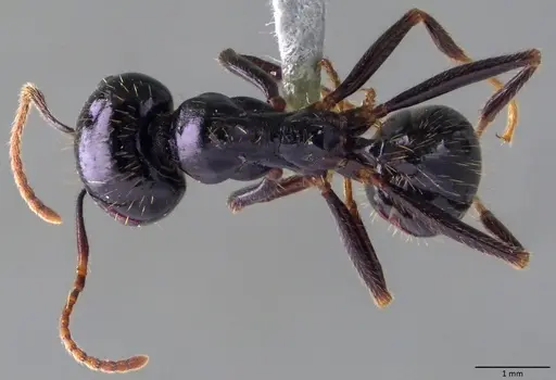 Messor capitatus specimen ANTWEB1060051 image antweb1060051_1