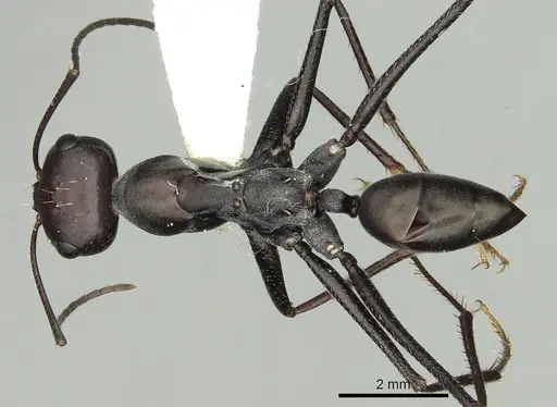 Messor capitatus specimen CASENT0280330 image casent0280330_1