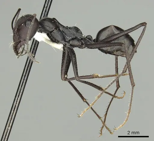 Messor capitatus specimen CASENT0280330 image casent0280330_3