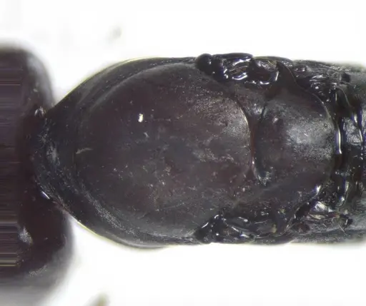 Messor capitatus specimen CASENT0823298 image casent0823298_1