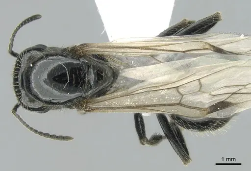 Messor capitatus specimen CASENT0906119 image casent0906119_1