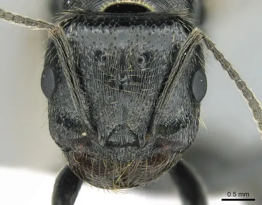 Messor capitatus specimen CASENT0906119 image casent0906119_2