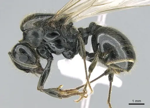 Messor capitatus specimen CASENT0906119 image casent0906119_3