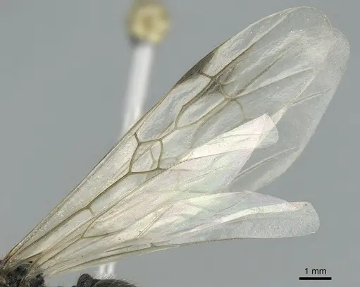 Messor capitatus specimen CASENT0906119 image casent0906119_4