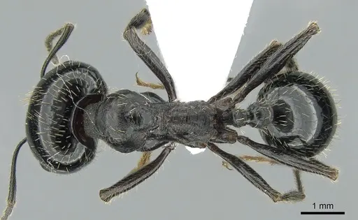 Messor capitatus specimen CASENT0906120 image casent0906120_1