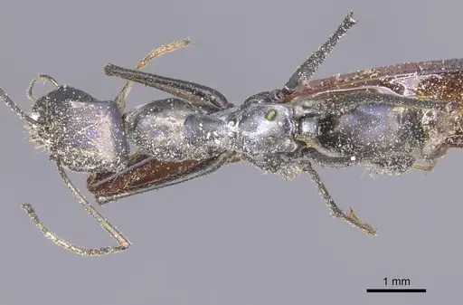 Messor capitatus specimen CASENT0912213 image casent0912213_1