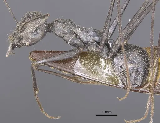 Messor capitatus specimen CASENT0912213 image casent0912213_3