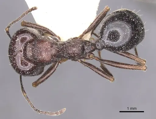 Messor capitatus specimen CASENT0913224 image casent0913224_1