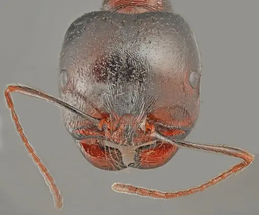 Messor carpathous specimen CASENT0872260 image casent0872260_3