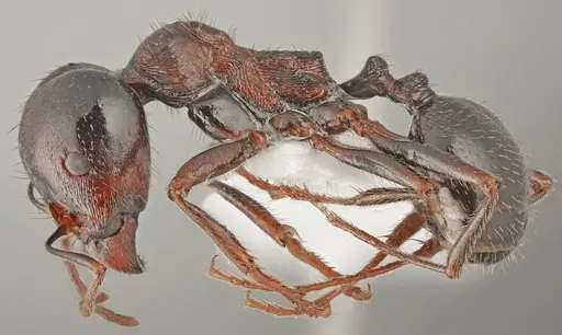 Messor carpathous specimen CASENT0872260 image casent0872260_4