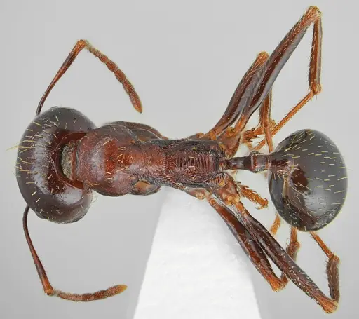 Messor carpathous specimen CASENT0872261 image casent0872261_1