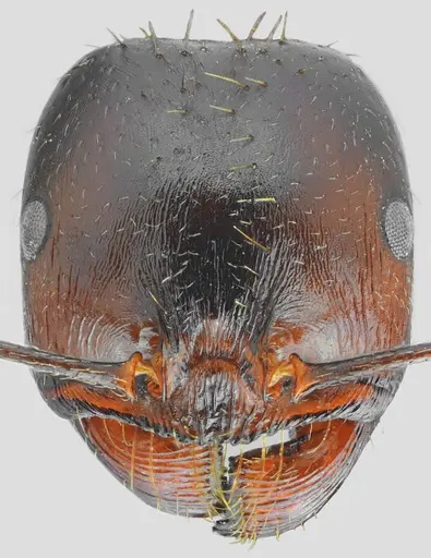 Messor carpathous specimen CASENT0872261 image casent0872261_2