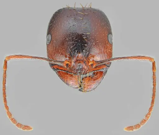 Messor carpathous specimen CASENT0872261 image casent0872261_3