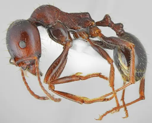Messor carpathous specimen CASENT0872261 image casent0872261_4