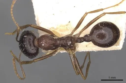 Messor caviceps specimen CASENT0907745 image casent0907745_1