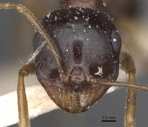 Messor caviceps specimen CASENT0907745 image casent0907745_2