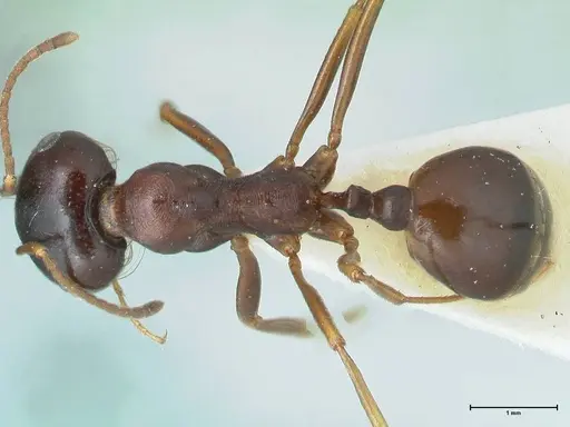 Messor caviceps specimen FOCOL1254 image focol1254_1