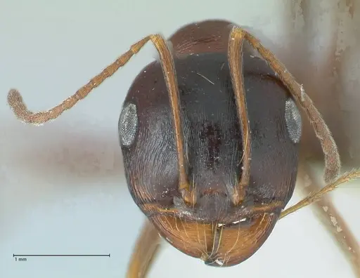 Messor caviceps specimen FOCOL1254 image focol1254_2