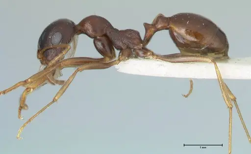 Messor caviceps specimen FOCOL1255 image focol1255_3