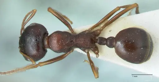 Messor caviceps specimen FOCOL1256 image focol1256_1