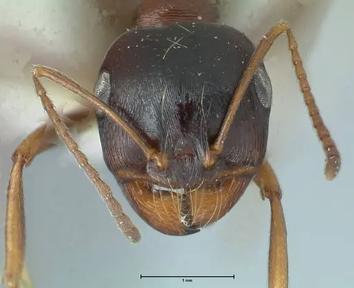 Messor caviceps specimen FOCOL1256 image focol1256_2