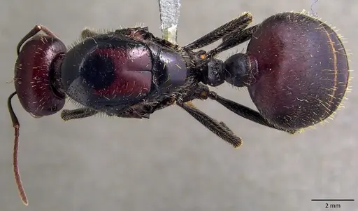 Messor cephalotes specimen ANTWEB1041849 image antweb1041849_1