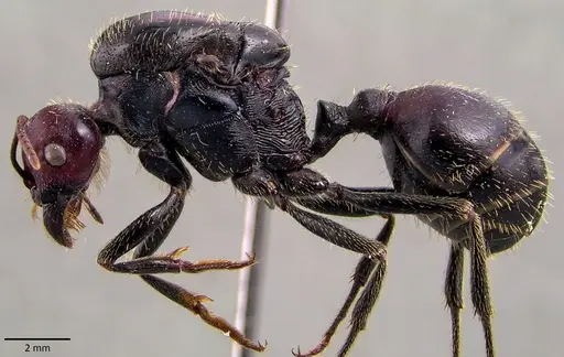 Messor cephalotes specimen ANTWEB1041849 image antweb1041849_3