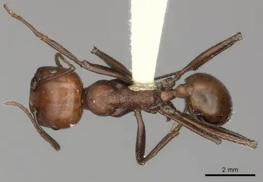 Messor cephalotes specimen CASENT0217869 image casent0217869_1